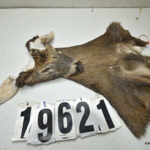 Whitetail deer cape 7.5x19x20x21