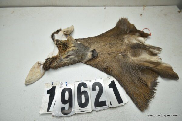 Whitetail deer cape 7.5x19x20x21