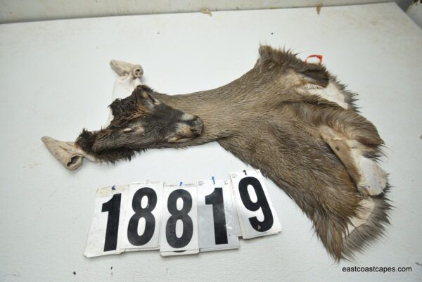 Whitetail deer cape 7x16x17x18