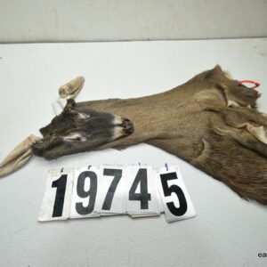 Whitetail deer cape 7.5x20x21x22