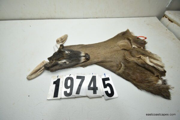 Whitetail deer cape 7.5x20x21x22