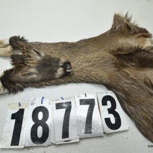 Whitetail deer cape 6.75x15x16x17