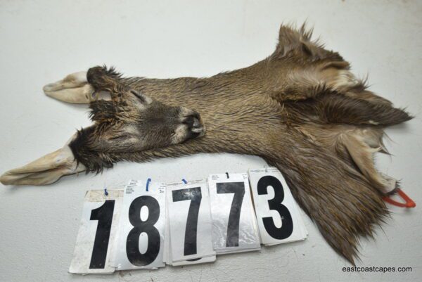 Whitetail deer cape 6.75x15x16x17