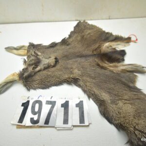 Mule deer cape 6.5x15x16x17