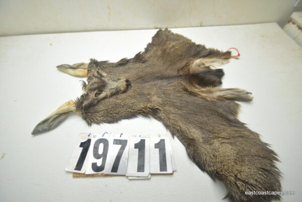 Mule deer cape 6.5x15x16x17