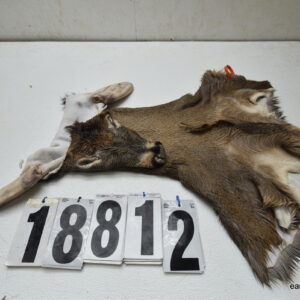 Whitetail deer cape 7.5x19x20x21
