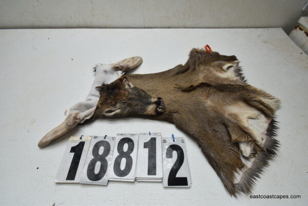 Whitetail deer cape 7.5x19x20x21