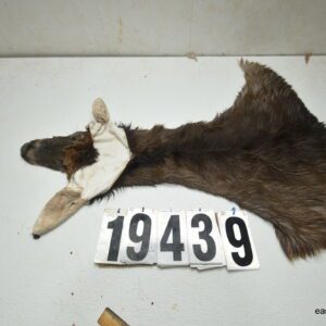 Whitetail deer cape 7.25x17x18x19