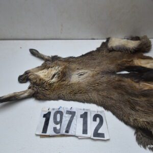 Mule deer cape 6.75x17x18x19