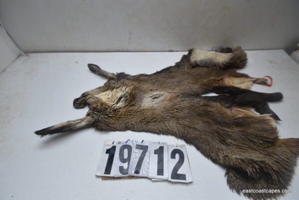 Mule deer cape 6.75x17x18x19