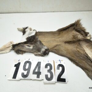 Whitetail deer cape 7.5x20x21x22+