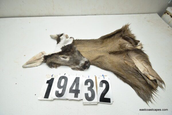 Whitetail deer cape 7.5x20x21x22+