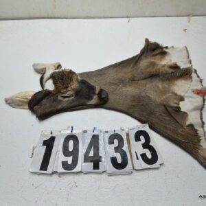 Whitetail deer cape 7.25x18x19x20
