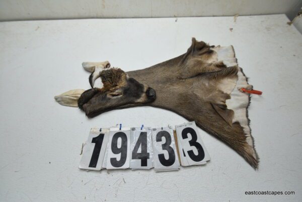 Whitetail deer cape 7.25x18x19x20