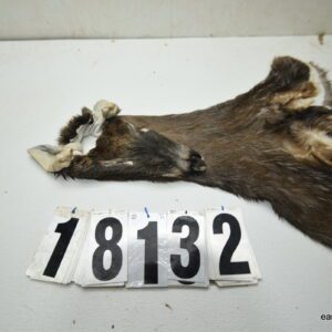 Whitetail deer cape 7.25x17x18x19