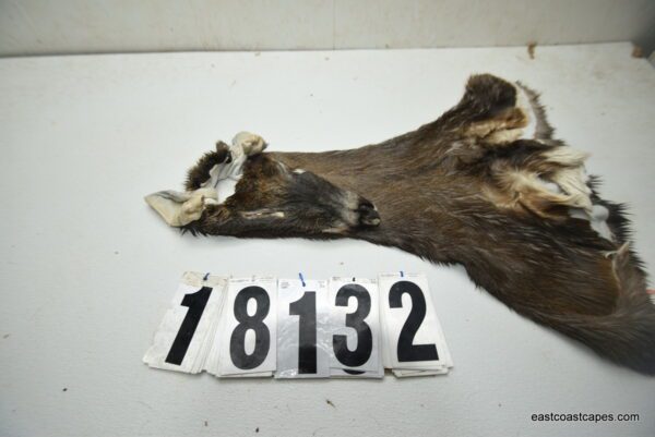 Whitetail deer cape 7.25x17x18x19
