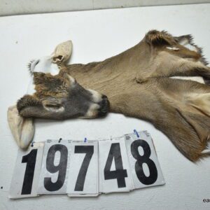 Whitetail deer cape 7.25x18x19x20