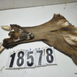 Whitetail deer cape 7.25x18x19x20