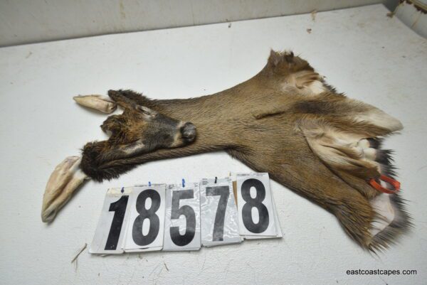 Whitetail deer cape 7.25x18x19x20