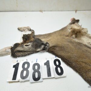 Whitetail deer cape 7x17x18x19