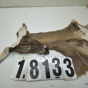 Whitetail deer cape 6.75x14x15x16