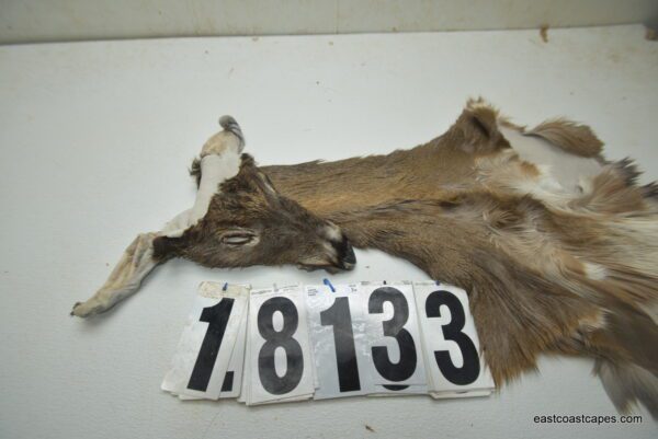 Whitetail deer cape 6.75x14x15x16
