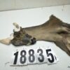 Whitetail deer cape 7.5x20x21x22