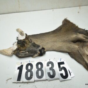 Whitetail deer cape 7.5x20x21x22