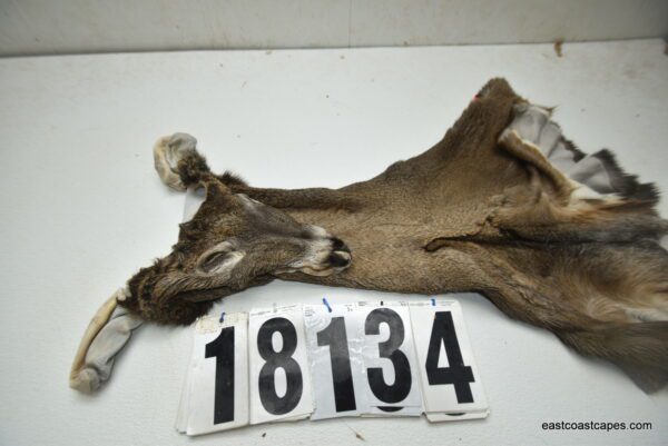 Whitetail deer cape 7.25x17x18x19