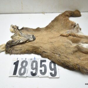 Whitetail deer cape 7x17x18x18.5