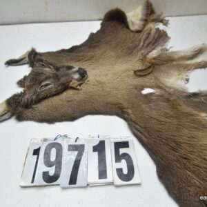 Whitetail deer cape 7.25x17x18x19