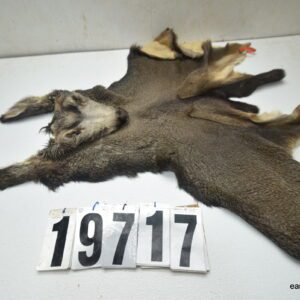 Mule deer cape 7.25x17x18x19