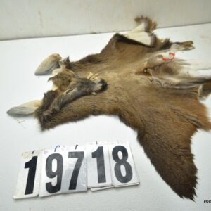Whitetail deer cape 6.75x16x17x18