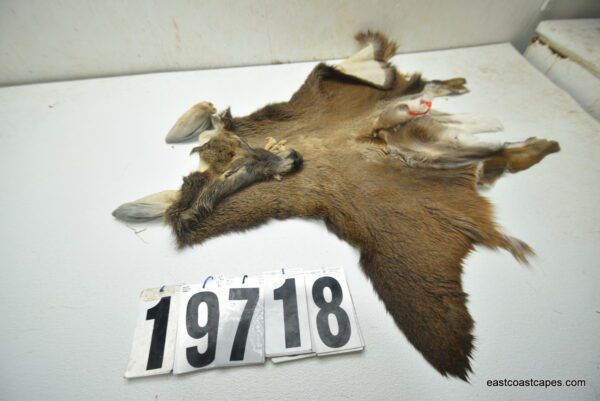 Whitetail deer cape 6.75x16x17x18