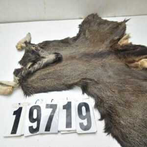 Mule deer cape 7.25x18x19x20