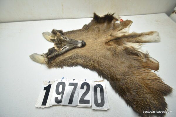 Whitetail deer cape 6.75x16x17x18