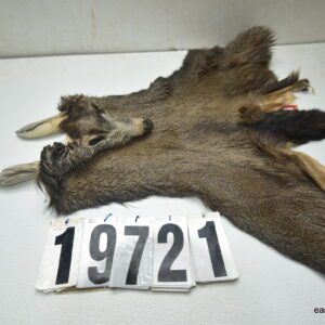 Mule deer cape 6.75x17x18x19