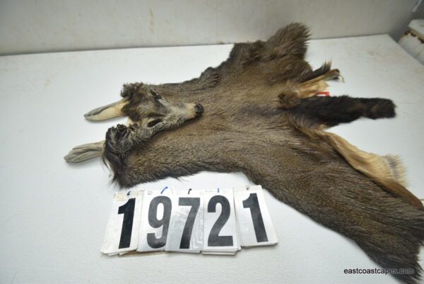 Mule deer cape 6.75x17x18x19