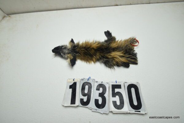 Ranch fox cape 3x8