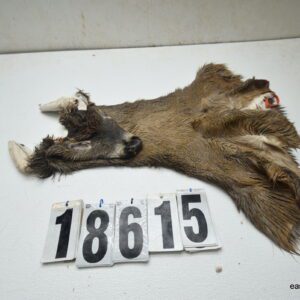 Whitetail deer cape 7.75x21x22x24+