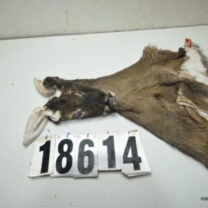 Whitetail deer cape 7.5x20x21x22