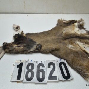 Whitetail deer cape 8x20x21x22