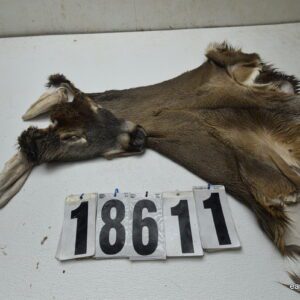 Whitetail deer cape 8x21x22x24