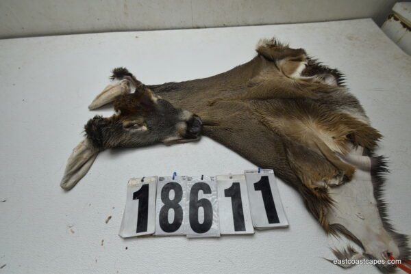 Whitetail deer cape 8x21x22x24