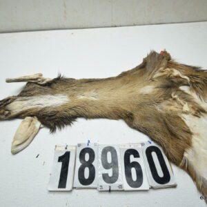 Whitetail deer cape 7.25x17x18x19
