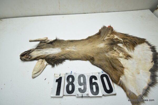 Whitetail deer cape 7.25x17x18x19