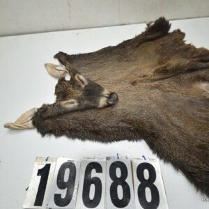 Whitetail deer cape 7.75x21x22x23+