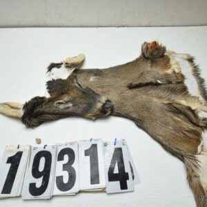 Whitetail deer cape 7.25x19x20x21