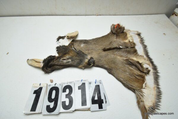 Whitetail deer cape 7.25x19x20x21
