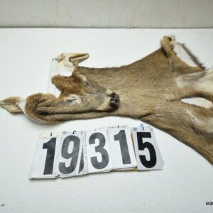 Whitetail deer cape 7.75x23x24x25